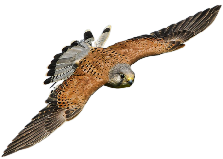 Falcon in flight