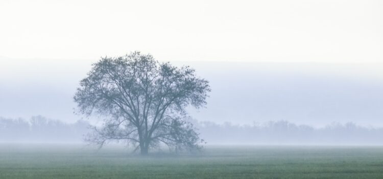 Gog Magog: The Cambridgeshire Giants